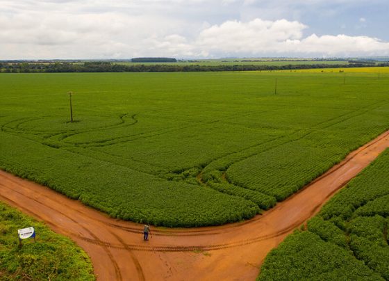 Brasil é o país com mais áreas que ainda podem ser usadas pelo agronegócio