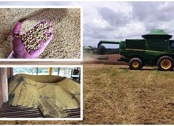 Nova Canaã do Norte Inicia Colheita de Soja da Safra 2023/2024 com Previsão de Queda de 30% devido à Escassez de Chuva. Foto/Canaã Notícias com o Engenheiro Agrônomo Elias Barbieri