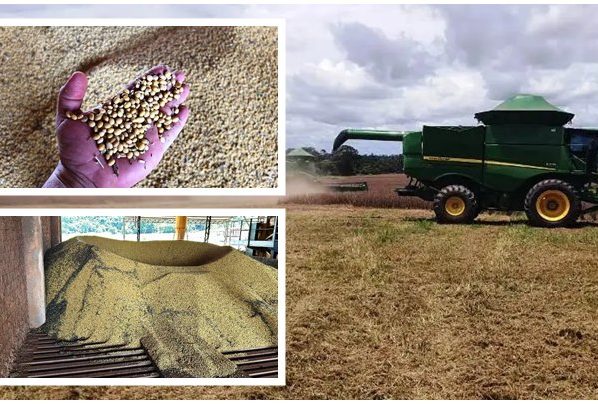 Nova Canaã do Norte Inicia Colheita de Soja da Safra 2023/2024 com Previsão de Queda de 30% devido à Escassez de Chuva. Foto/Canaã Notícias com o Engenheiro Agrônomo Elias Barbieri