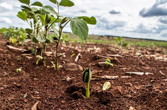 Vazio sanitário da soja começa dia 08 de junho em Mato Grosso