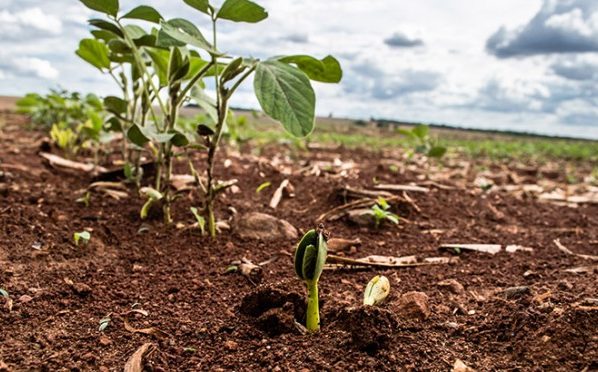 Vazio sanitário da soja começa dia 08 de junho em Mato Grosso