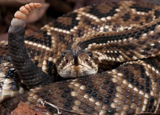 Cobra cascavel é capturada em indústria de Sorriso