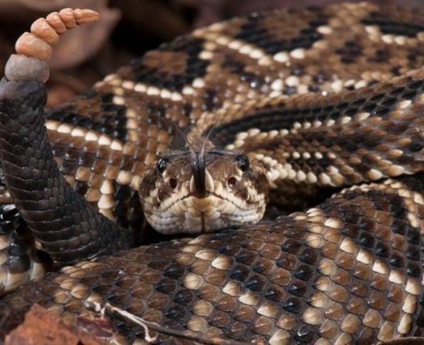 Cobra cascavel é capturada em indústria de Sorriso