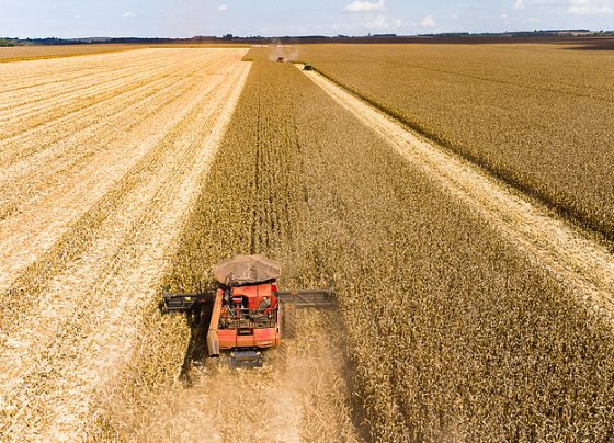 Colheita de milho é iniciada em Mato Grosso