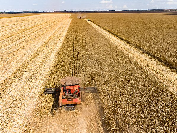 Colheita de milho é iniciada em Mato Grosso