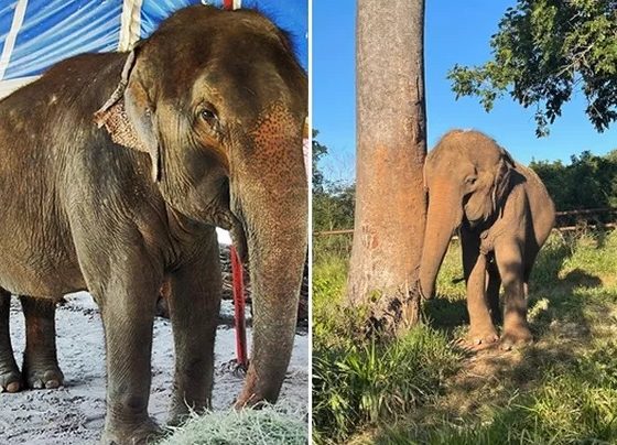 Elefanta que vivia em santuário morre por eutanásia aos 52 anos em MT