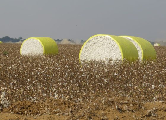 colheita de algodão em Mato Grosso