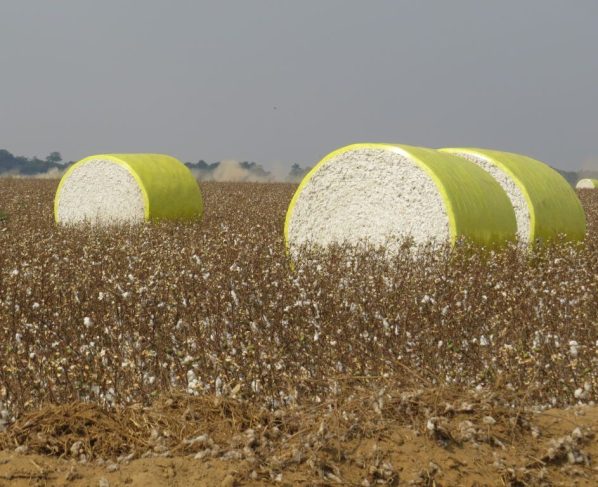 colheita de algodão em Mato Grosso