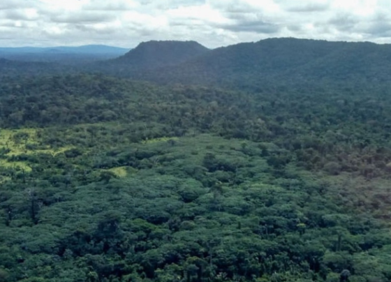 Funai deve apresentar plano para proteger terras indígenas em Mato Grosso e outros estados