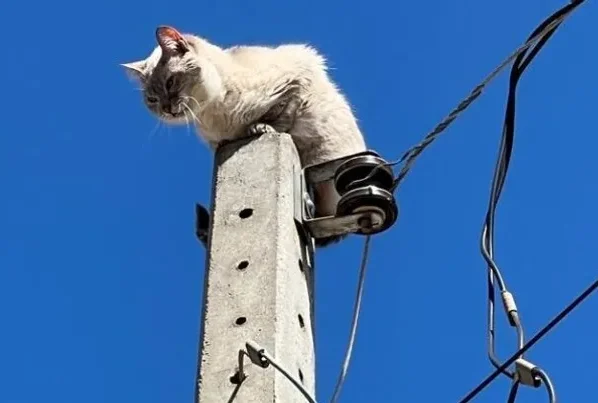 Mercados, distribuidoras e padarias de Mato Grosso lideram nos casos de 'gato' em energia