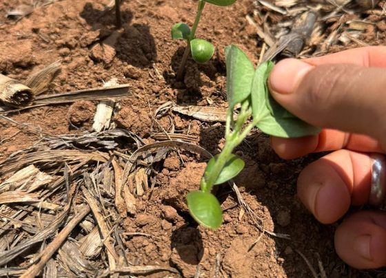 soja bioinsumo foto innova agrotecnologia