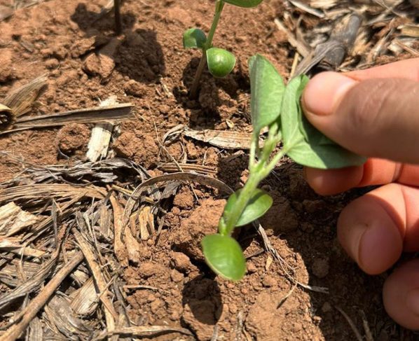 soja bioinsumo foto innova agrotecnologia