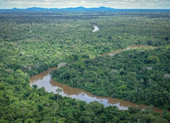 AGU processa infratores ambientais em Mato Grosso Felipe Werneck/Ibama