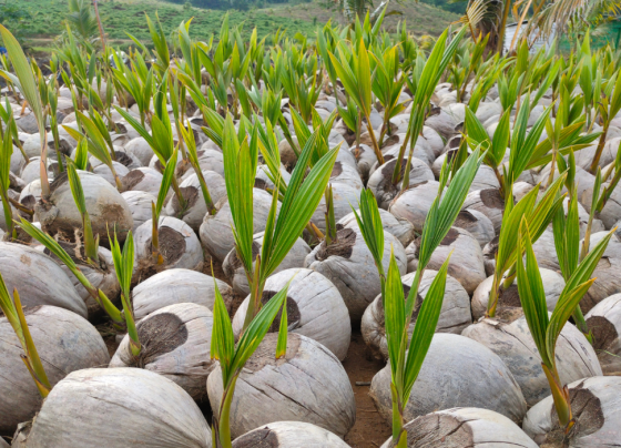 Abertura de mercado na Colômbia para sementes de coco