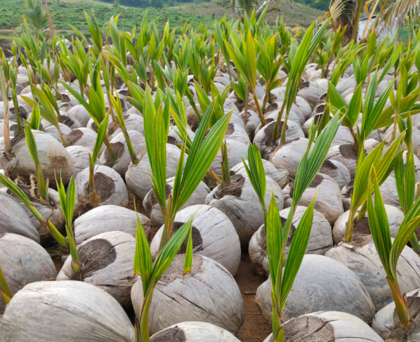 Abertura de mercado na Colômbia para sementes de coco