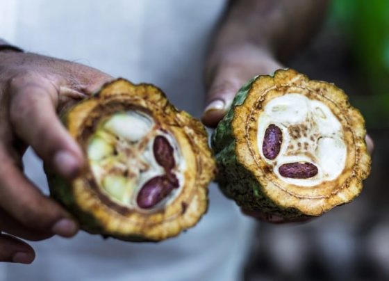 Agricultores de Mato Grosso transformam pastagens degradadas em produtivas agroflorestas de cacau e banana