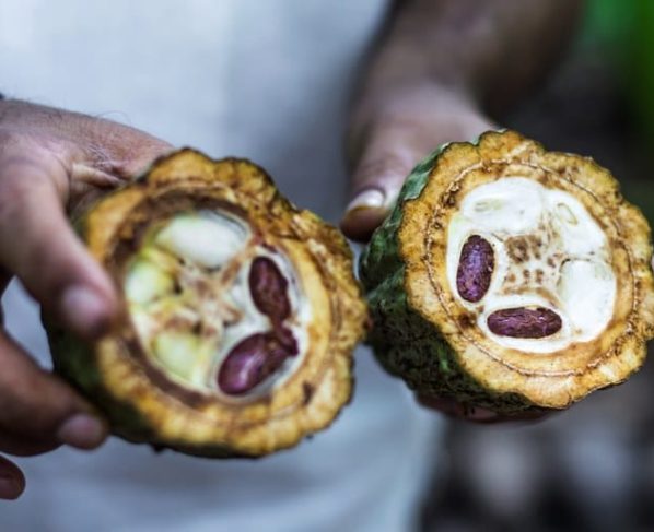 Agricultores de Mato Grosso transformam pastagens degradadas em produtivas agroflorestas de cacau e banana