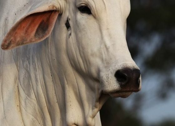 O boi é um mamífero ruminante da família dos bovinos, que inclui também as vacas, os búfalos e os yaks. É um animal de grande porte, com peso que pode chegar a uma tonelada.