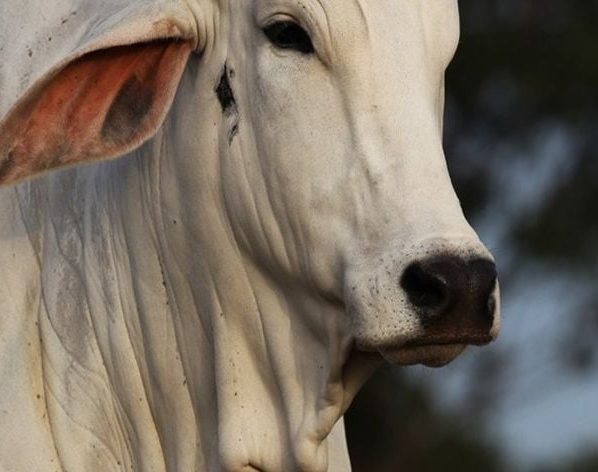 O boi é um mamífero ruminante da família dos bovinos, que inclui também as vacas, os búfalos e os yaks. É um animal de grande porte, com peso que pode chegar a uma tonelada.