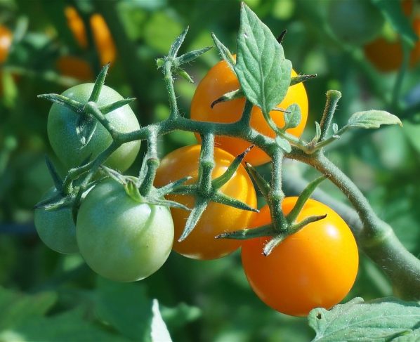 Na hora de escolher o tomate para ser incorporado à dieta, é preciso levar em consideração algumas recomendações