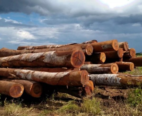 Compradores internacionais participam de rodada de negócios com madeira sustentável em Mato Grosso