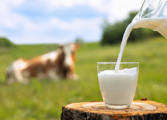 Conheça as diferenças entre os produtos lácteos: leite, creme de leite e leite condensado