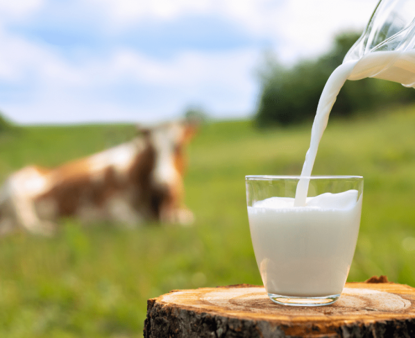 Conheça as diferenças entre os produtos lácteos: leite, creme de leite e leite condensado