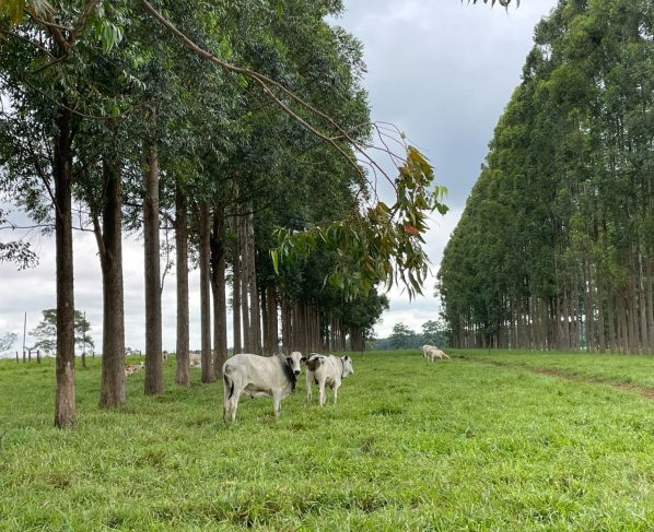 gado em mato grosso