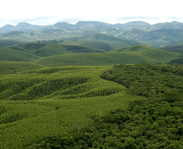 Mapa reforça compromisso com o setor florestal brasileiro na conservação do meio ambiente