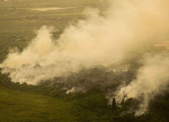 ‘Queima controlada’ para pasto ou cultivos no Pantanal será tratada como crime - Foto: Joédson Alves/ Agência Brasil