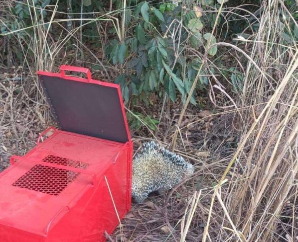 Bombeiros de Mato Grosso realizam resgate de porco-espinho em Primavera do Leste