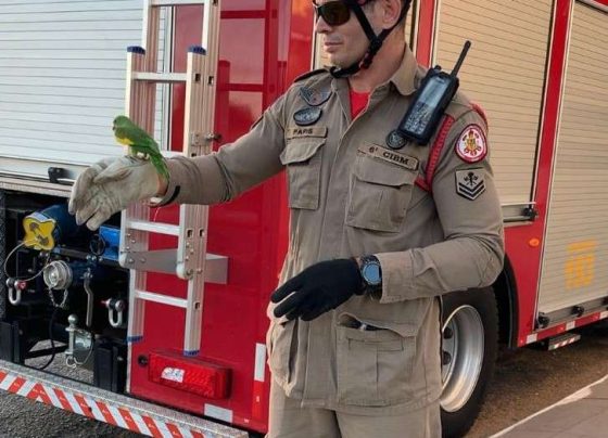 Bombeiros de Mato Grosso resgatam periquito que ficou preso em telhado de residência