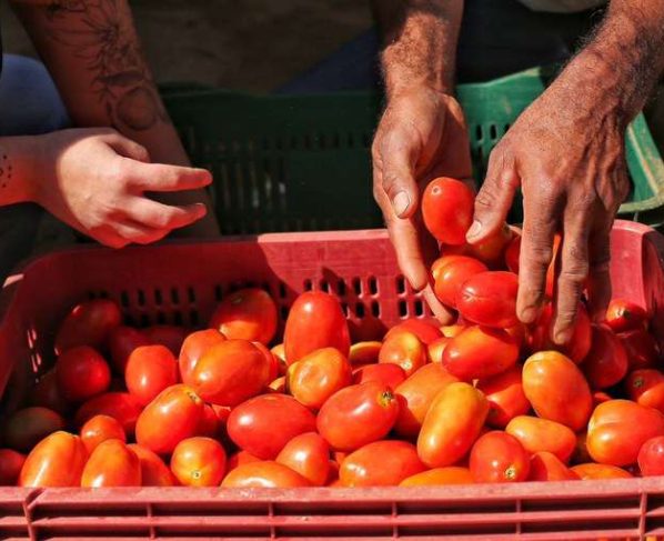 Plano Safra da Agricultura Familiar: R$ 76 bilhões de crédito e juros mais baixos - MDA