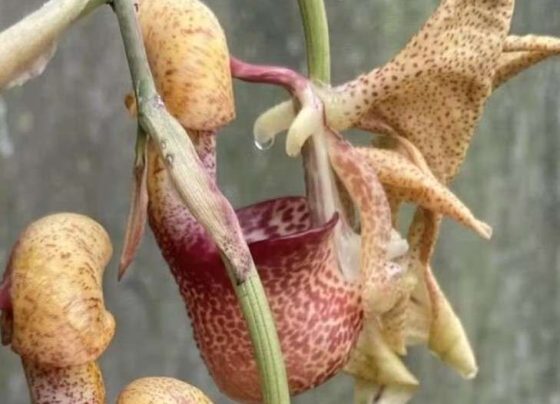 Botânico descobre nova espécie de orquídea em área do Cerrado em Mato Grosso