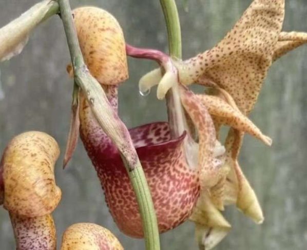 Botânico descobre nova espécie de orquídea em área do Cerrado em Mato Grosso