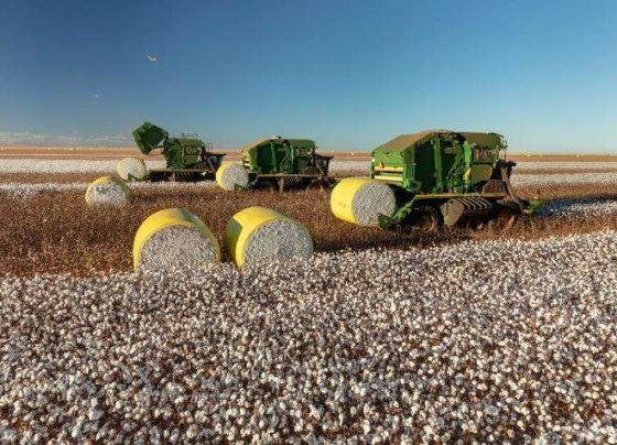 Com aumento de 13%, produção de pluma de algodão em Mato Grosso impulsiona exportação nacional