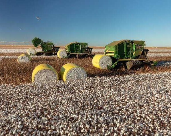 Com aumento de 13%, produção de pluma de algodão em Mato Grosso impulsiona exportação nacional