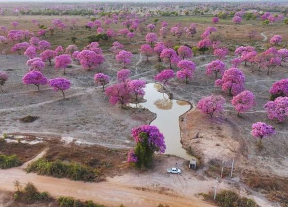 Corixo antrópico no Pantanal se torna refúgio para animais durante a seca