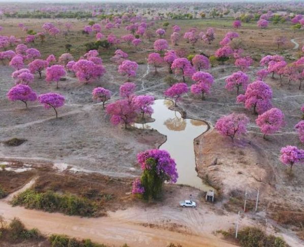 Corixo antrópico no Pantanal se torna refúgio para animais durante a seca