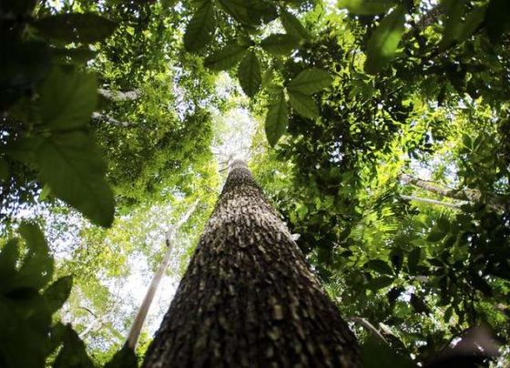 Mato Grosso perde um quarto de sua vegetação nativa em quase 40 anos, aponta MapBiomas