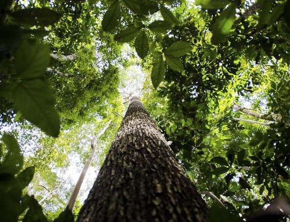 Mato Grosso perde um quarto de sua vegetação nativa em quase 40 anos, aponta MapBiomas