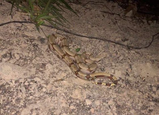 Bombeiros resgatam serpente de 1,30 metros no interior de Mato Grosso