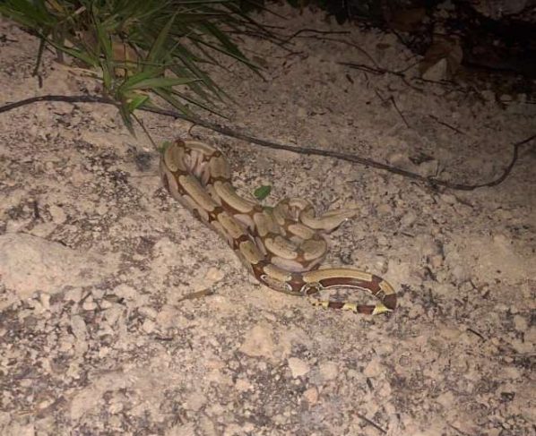 Bombeiros resgatam serpente de 1,30 metros no interior de Mato Grosso