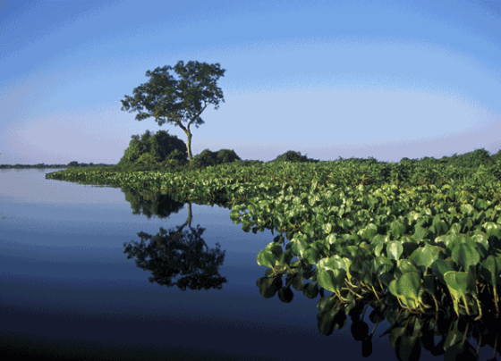 Brasil pode perder o Pantanal de Mato Grosso e MS até o fim do século