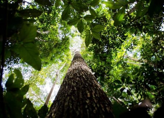 no dia da amazonia organizacoes alertam sobre preservacao do bioma interna 1 2023 09 05 92787704