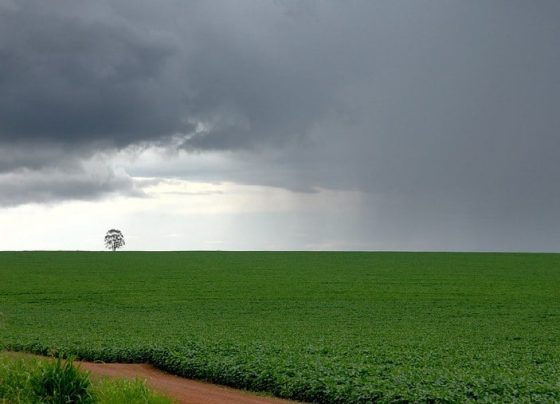 Escassez de chuvas ameaça safra da soja em Mato Grosso e demais regiões produtoras