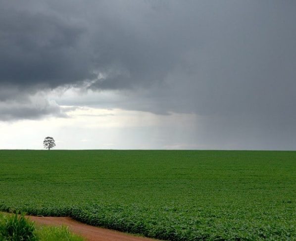 Escassez de chuvas ameaça safra da soja em Mato Grosso e demais regiões produtoras