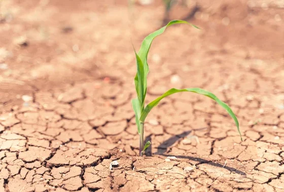 Mato Grosso enfrenta pior seca em 44 anos e governador alerta para prejuizos no agronegocio