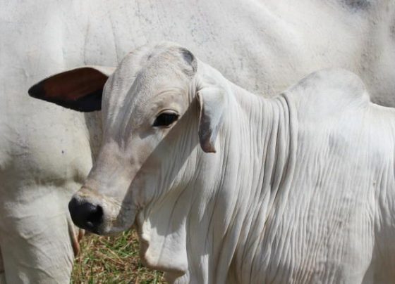 Guerra no Oriente Médio não deve atrapalhar exportação de carne bovina de MT