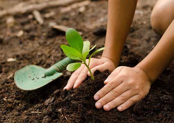 Rotary Club inicia projeto “Uma Vida, Uma Árvore” com plantio de 21 mudas em Lucas do Rio Verde, neste sábado (21)